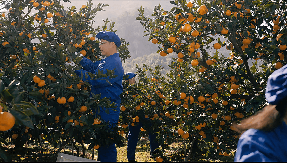 中国浙江省の温州みかん農園
