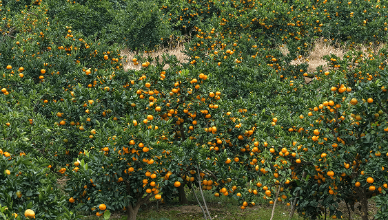 中国浙江省の温州みかん農園
